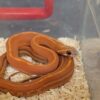 Tessera Cornsnake