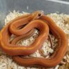 Tessera Cornsnake - Image 4
