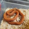 Tessera Cornsnake - Image 2