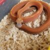 Tessera Cornsnake - Image 3