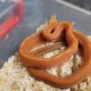 Tessera Cornsnake - Image 5