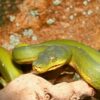 Tree Python - Image 4