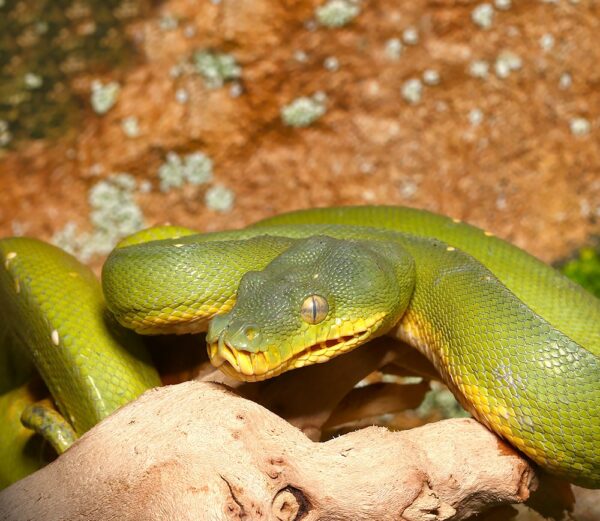 Tree Python - Image 4