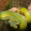 Tree Python - Image 5