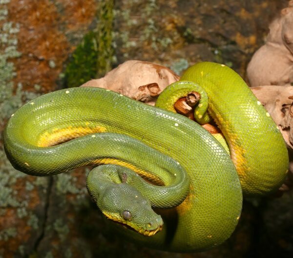 Tree Python - Image 5