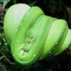 Tree Python - Image 2