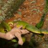 Tree Python - Image 6