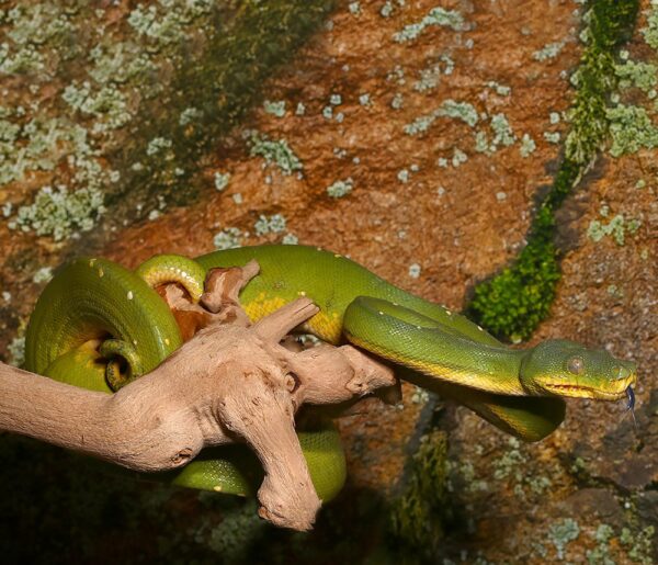 Tree Python - Image 6