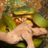 Tree Python