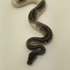 Tsk axanthic ball python - Image 2