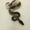 Tsk axanthic ball python