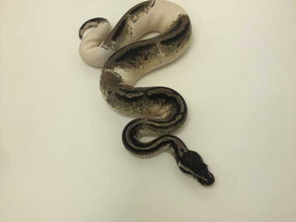 Tsk axanthic ball python