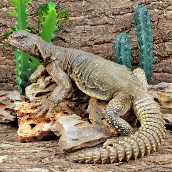 Giant Egyptian Uromastyx 22″+