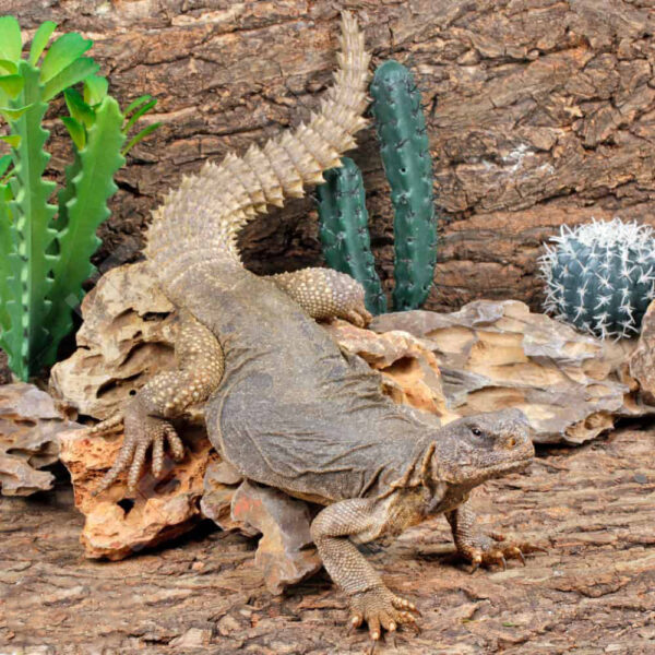 Giant Egyptian Uromastyx 22″+ - Image 2