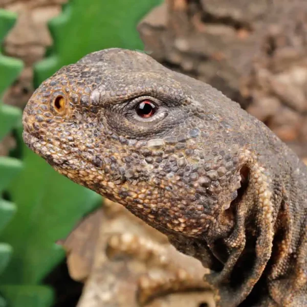 Giant Egyptian Uromastyx 22″+ - Image 3