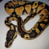 Yellow Ball Python