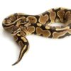 Yellow Ball Python - Image 2