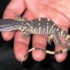 Black Throat Monitor Baby