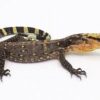 CB Water Monitor Baby