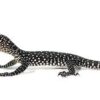 Blue Tail Monitor Baby (Sorong) #61124-01