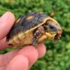 Red Foot Tortoise Baby