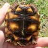 Brazilian Cherry Head Tortoise Baby - Image 2