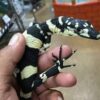 Bell’s Phase Lace Monitor Baby - Image 2