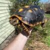 Giant Suriname Red Foot Tortoise Adult