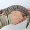 Pink Tongue Skink Adult