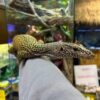Orange Spot Blue Tail Monitor Adult Female