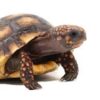 Giant Suriname Red Foot Tortoise Adult - Image 2