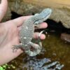 Black Throat Monitor Baby