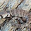 Pink Tongue Skink Adult - Image 2