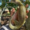 Orange Spot Blue Tail Monitor Adult Female - Image 2
