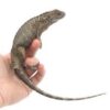 Rhino Iguana Baby
