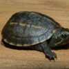 Three Stripe Mud Turtle Baby