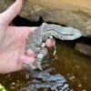 Black Throat Monitor Baby - Image 2