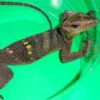 Spiney Neck Monitor - Image 2