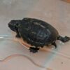 Three Stripe Mud Turtle Baby - Image 3
