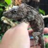 False Chameleon Adult