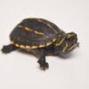 Three Stripe Mud Turtle Baby - Image 2