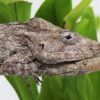 False Chameleon Adult - Image 2