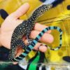 Blue Tail Monitor