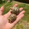 Leopard Tortoise Baby - Image 2