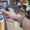 Blue Tail Monitor - Image 2