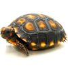 Grenada Island Cherry Head Tortoise Baby