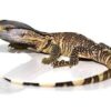 Black Throat Monitor Baby - Image 2