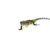 Blue Tail Monitor Baby (Sorong) #61124-01 - Image 2