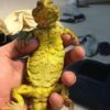 Yellow Nigerian Uromastyx - Image 2