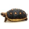 Grenada Island Cherry Head Tortoise Baby - Image 2
